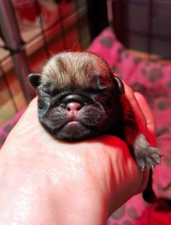 Infinity újszülödten